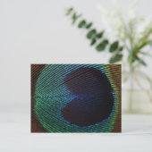 Carte Postale plumes de paon (Debout devant)