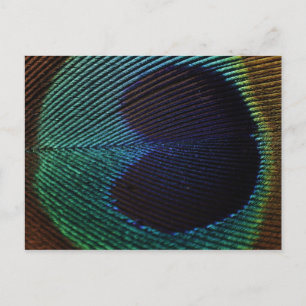 Carte Postale plumes de paon