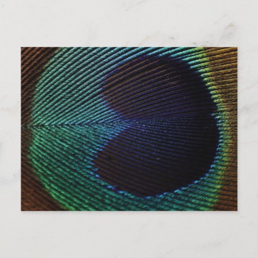 Carte Postale plumes de paon (Devant)