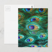 CARTE POSTALE PLUMES DE PAON (Devant / Derrière)