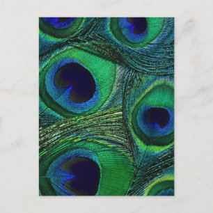 Carte Postale Plumes de paon bleu turquoise Imprimer / Motif