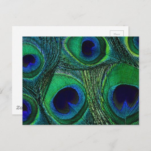 Carte Postale Plumes de paon bleu turquoise Imprimer / Motif (Devant / Derrière)