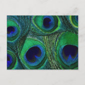 Carte Postale Plumes de paon bleu turquoise Imprimer / Motif (Devant)