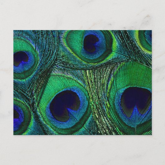 Carte Postale Plumes de paon bleu turquoise Imprimer / Motif (Devant)