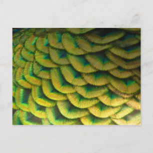 Carte Postale Plumes de paon II Nature colorée