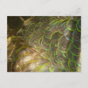 Carte Postale Plumes de paon III (femelle) Design subtil de la n