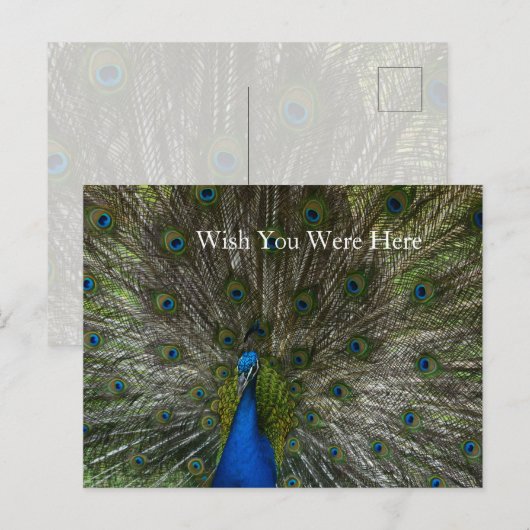 Carte Postale Plumes de paon Kauai Hawaii (Devant / Derrière)