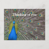 Carte Postale Plumes de paon Kauai Hawaii (Devant)