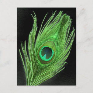 Carte Postale Plumes de paon vert sur noir