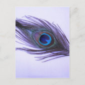 Carte Postale Plumes de paon violet (Devant)