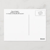 Carte Postale Plumes de paquetage (Dos)