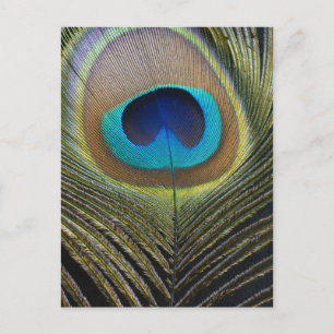 Carte Postale Plumes de paquetage spectaculaires