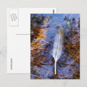 Carte Postale Plumes d'Egret (Devant / Derrière)