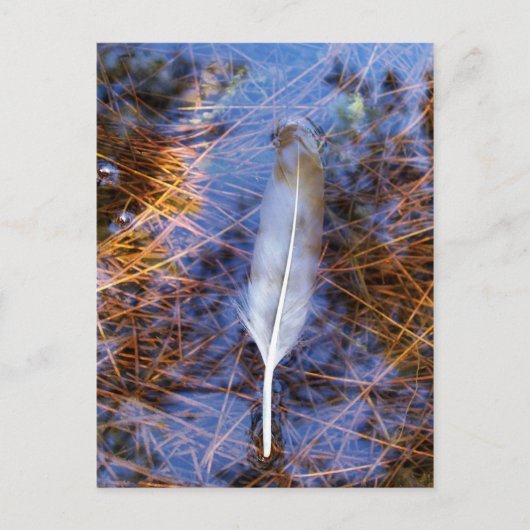 Carte Postale Plumes d'Egret (Devant)