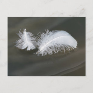 Carte postale Plumes d'oie flottantes