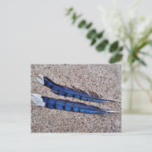 Carte Postale Plumes d'oiseau Blue Jay (Debout devant)