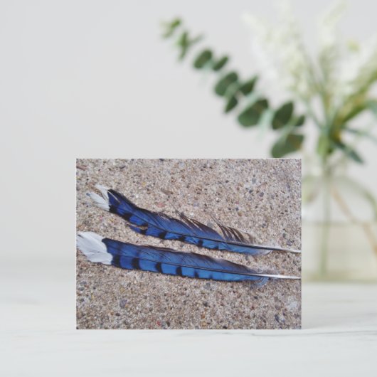 Carte Postale Plumes d'oiseau Blue Jay (Debout devant)