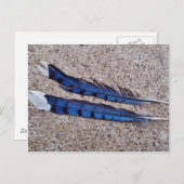 Carte Postale Plumes d'oiseau Blue Jay (Devant / Derrière)