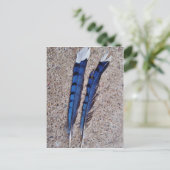 Carte Postale Plumes d'oiseau Blue Jay (Debout devant)