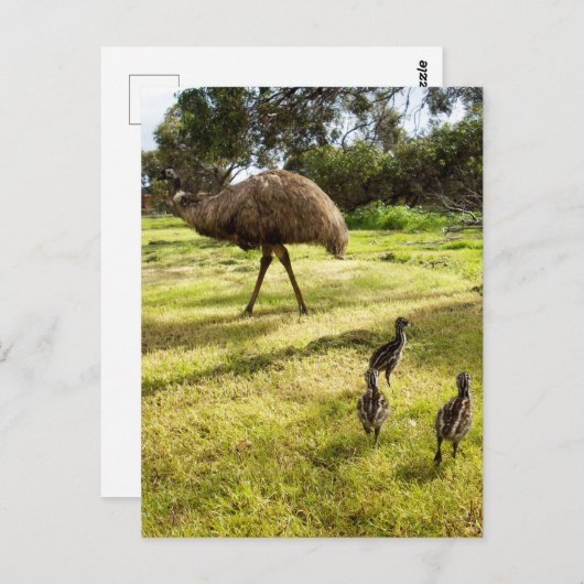 Carte Postale "Plumes et pas de pas : Père Emu avec les poussins (Devant / Derrière)