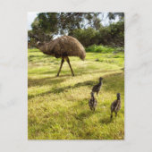 Carte Postale "Plumes et pas de pas : Père Emu avec les poussins (Devant)