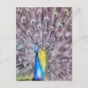 Carte Postale Plumes fines Peacock Mating Plumage