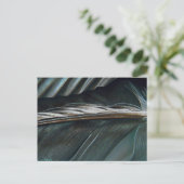 Carte Postale plumes noires et blanches (Debout devant)