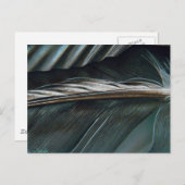 Carte Postale plumes noires et blanches (Devant / Derrière)