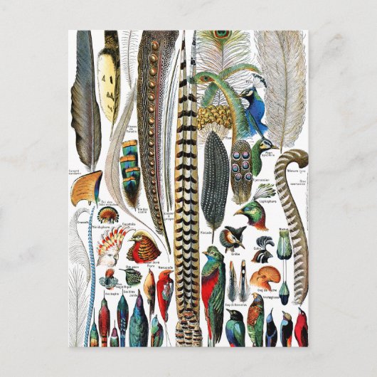 Carte Postale Plumes par Adolphe Millot (Devant)
