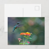 Carte Postale Plumes rouillées ~ Colibri volant (Devant / Derrière)