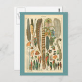 Carte Postale Plumes vintages (Devant / Derrière)