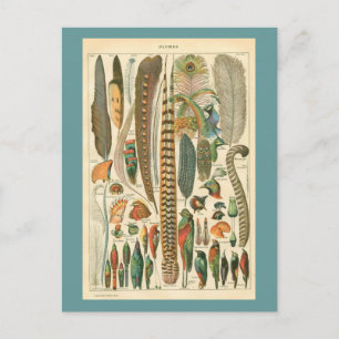 Carte Postale Plumes vintages