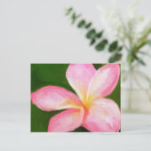 Carte Postale plumie rose (Debout devant)