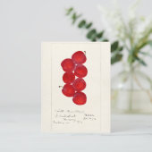 Carte Postale Plums (Prunus Domestica) Peinture à l'aquarelle au (Debout devant)