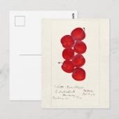 Carte Postale Plums (Prunus Domestica) Peinture à l'aquarelle au (Devant / Derrière)