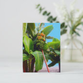 Carte Postale Plus de bananes (Debout devant)