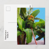 Carte Postale Plus de bananes (Devant / Derrière)