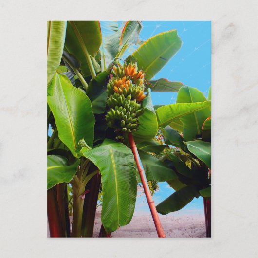 Carte Postale Plus de bananes (Devant)