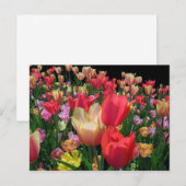 Carte Postale Plus de tulipes (Devant / Derrière)