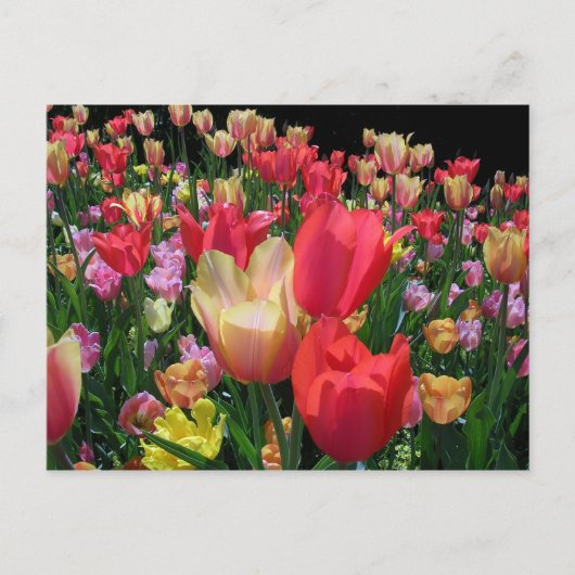 Carte Postale Plus de tulipes (Devant)