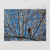 Carte Postale Plus haut (Devant)