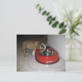 Carte Postale plus que vous ne pouvez mâcher (Debout devant)