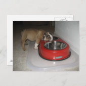 Carte Postale plus que vous ne pouvez mâcher (Devant / Derrière)