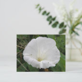 Carte postale Plutôt Blanc Fleur Convolvulus (Debout devant)