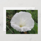 Carte postale Plutôt Blanc Fleur Convolvulus (Devant / Derrière)