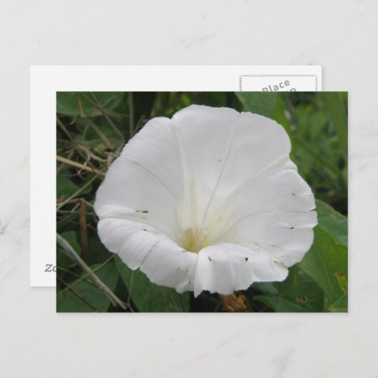 Carte postale Plutôt Blanc Fleur Convolvulus (Devant / Derrière)