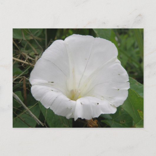 Carte postale Plutôt Blanc Fleur Convolvulus (Devant)