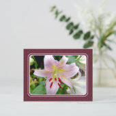 Carte postale Plutôt Rose Lily (Debout devant)