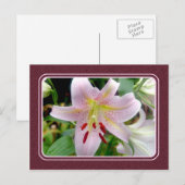 Carte postale Plutôt Rose Lily (Devant / Derrière)