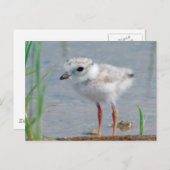 Carte Postale Pluvier siffleur (Devant / Derrière)